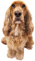 image of cocker spaniel dog. 